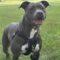 Macaroni (Pit)