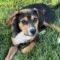 Big Truck (Beagle mix)