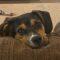 Big Truck (Beagle mix)
