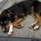Big Truck (Beagle mix)