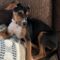 Big Truck (Beagle mix)