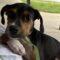 Big Truck (Beagle mix)