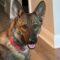 Eden (Shepherd mix)