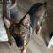 Eden (Shepherd mix)