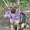 Eden (Shepherd mix)