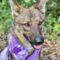 Eden (Shepherd mix)