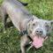 Macaroni (Pit)
