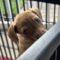 Hazel (Terrier mix)