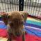 Hazel (Terrier mix)