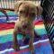 Hazel (Terrier mix)
