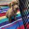 Hazel (Terrier mix)