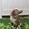 Ollie (Aussiedoodle)