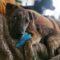 Keegan (Shep mix)