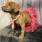 Hazel (Terrier mix)