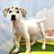 Hannah (Terrier mix)