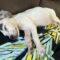 Hannah (Terrier mix)