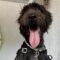 T’Challa (Goldendoodle)