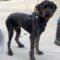 T’Challa (Goldendoodle)
