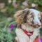 Ollie (Aussiedoodle)