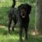 T’Challa (Goldendoodle)