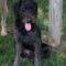 T’Challa (Goldendoodle)