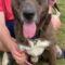 Arnie (Catahoula)