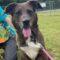 Arnie (Catahoula)