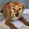 Fabio (Shepherd mix)