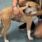 May (Beagle mix)