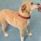 May (Beagle mix)