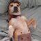May (Beagle mix)