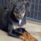 Clancy (Rottweiler)