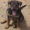 Reese (Rottie/Shep mix)