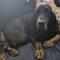 Millie (Hound mix)