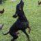 Millie (Hound mix)