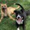 Bam Bam (Shepherd mix)