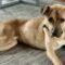 Bam Bam (Shepherd mix)