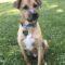 Bam Bam (Shepherd mix)