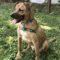 Bam Bam (Shepherd mix)
