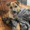 Bam Bam (Shepherd mix)