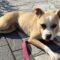 Jubilee (Boxer mix)