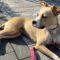 Jubilee (Boxer mix)