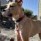 Jubilee (Boxer mix)