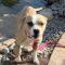 Jubilee (Boxer mix)