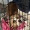 Jubilee (Boxer mix)