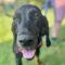 Millie (Hound mix)