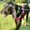 Millie (Hound mix)