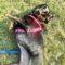 Millie (Hound mix)