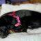 Millie (Hound mix)