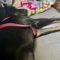 Millie (Hound mix)
